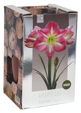 Amaryllis Exposure