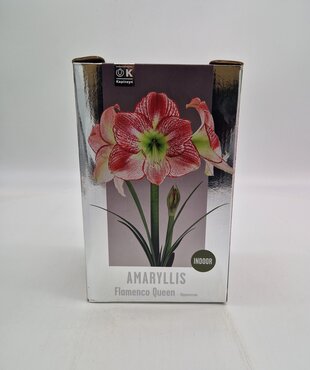 Amaryllis Flamenco Queen