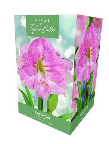 Amaryllis Flamingo Gift Box