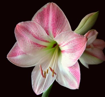 Amaryllis Flamingo Loose Bulb