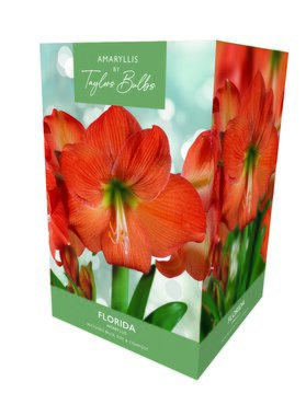 Amaryllis Florida Gift Box