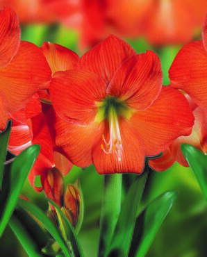 Amaryllis Florida Loose Bulb