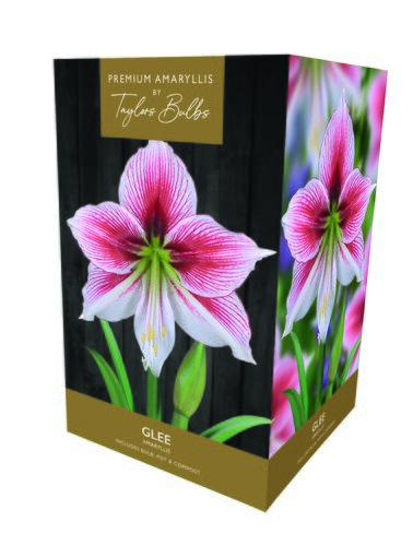 Amaryllis Glee Premium Gift Box