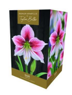 Amaryllis Glee Premium Gift Box