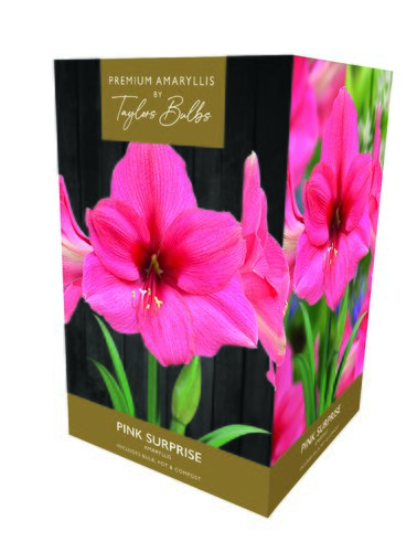Amaryllis Pink Surprise Premium Gift Box