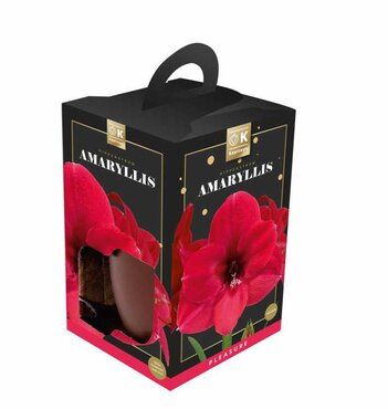 Amaryllis Pleasure