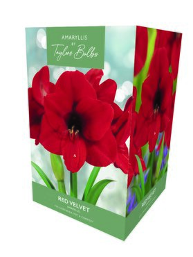 Amaryllis Red Velvet Gift Box