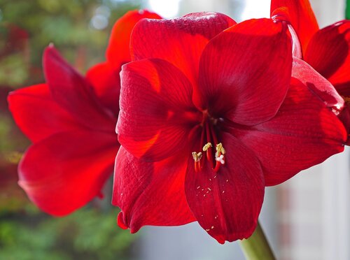 Amaryllis Red Velvet Loose Bulb