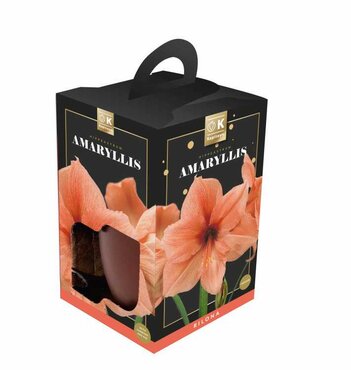 Amaryllis Rilona