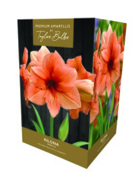 Amaryllis Rilona Premium Gift Box