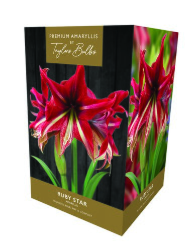 Amaryllis Ruby Star Premium Gift Box