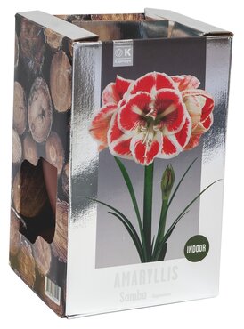 Amaryllis Samba