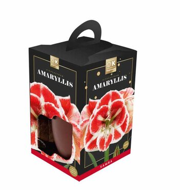 Amaryllis Samba