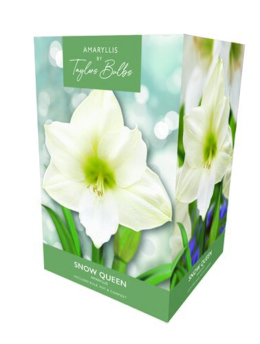 Amaryllis Snow Queen Gift Box