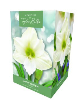 Amaryllis Snow Queen Gift Box