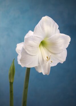 Amaryllis Snow Queen Loose Bulb