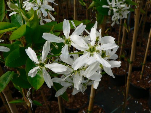 Amelanchier Ballerina 12 Litre
