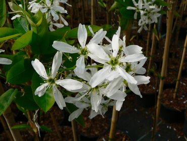 Amelanchier Ballerina 12 Litre