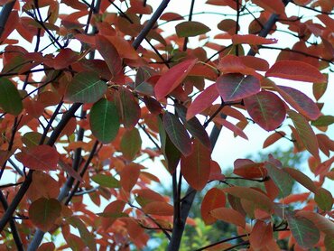 Amelanchier canadensis 12 Litre