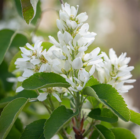 Amelanchier Obelisk 10 Litre - image 1