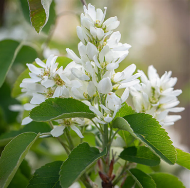 Amelanchier Obelisk 10 Litre - image 1