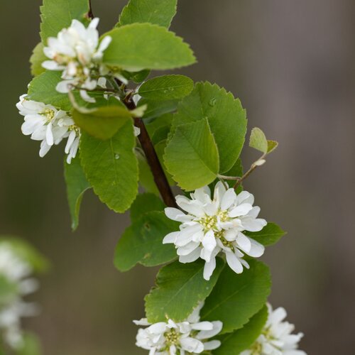 Amelanchier Obelisk 12 Litre