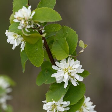 Amelanchier Obelisk 12 Litre