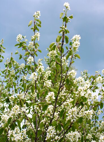 Amelanchier October Flame 12 Litre