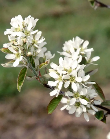 Amelanchier Prince William 12 Litre