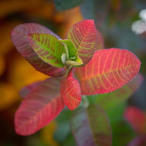 Amelanchier Rainbow Pillar 12 Litre