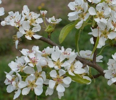 Amelanchier Rainbow Pillar 12 Litre - image 2