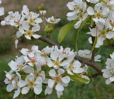 Amelanchier Rainbow Pillar 5 Litre