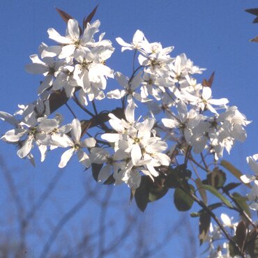 Amelanchier Snow Flakes 12 Litre
