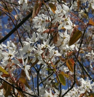 Amelanchier Snow Flakes 12 Litre - image 1