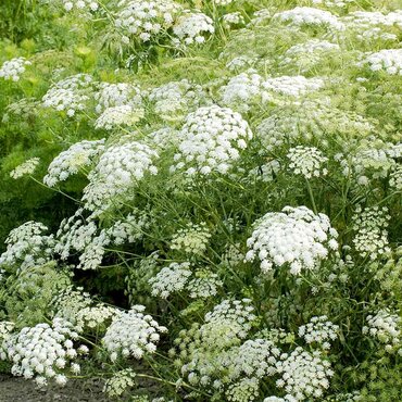 Ammi Majus Seeds (Snowflake) - image 1