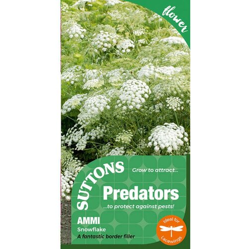 Ammi Majus Seeds (Snowflake) - image 2