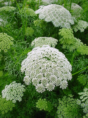 Ammi visnaga 3 Litre