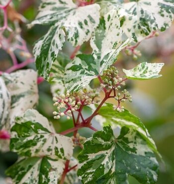 Ampelopsis Elegans 3 Litre - image 2
