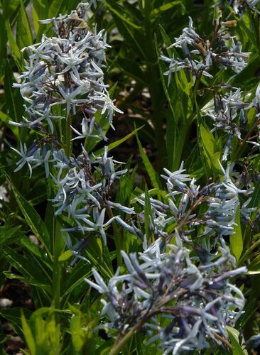 Amsonia Blue Ice 2 Litre