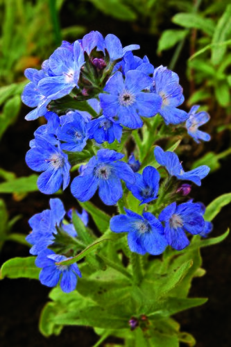 Anchusa Feltham Pride 3 Litre