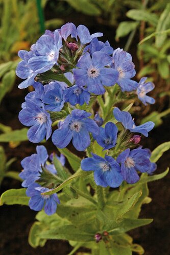Anchusa Loddon Royalist 3 Litre