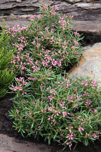 Andromeda Blue Ice 2.3 Litre - image 1