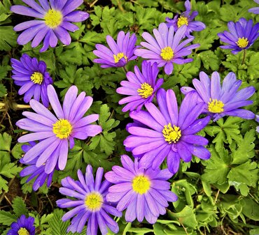 Anemone Blanda 1 Litre