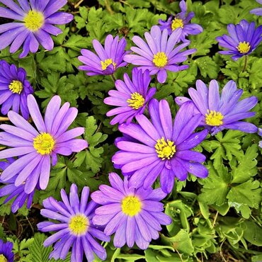 Anemone Blanda 1 Litre