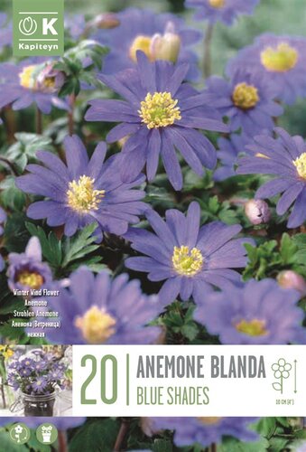 Anemone Blanda Blue Shades