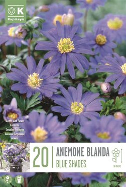 Anemone Blanda Blue Shades