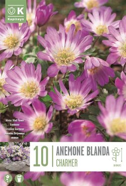 Anemone Blanda Charmer