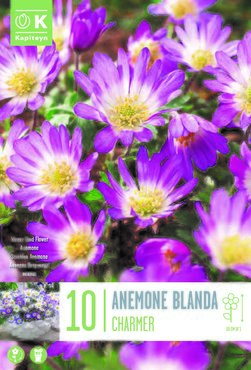 Anemone Blanda Charmer x 10