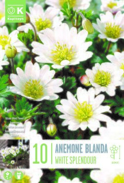 Anemone Blanda White Splendour x 10