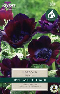 Anemone Bordeaux x 10